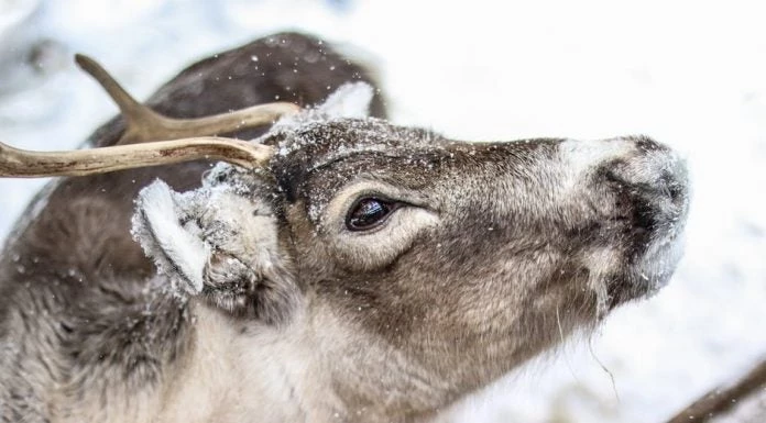 Ένας αδηφάγος επιτίθεται αδυσώπητα σε έναν τάρανδο -Δείτε τι ακολουθεί (βίντεο)